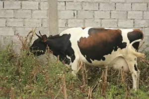 A cow grazing in a farmers field of corn in Cotacachi