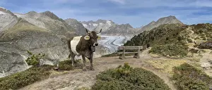 Cow grazing, behind Great Aletsch Glacier