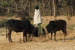 Cow grazing in Jharkhand, India