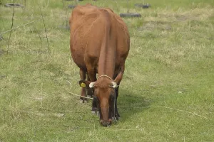 A cow is grazing in a meadow. Brown cow eating grass in the field