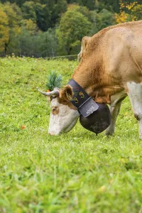 Cow on a green meadow with traditional bell and decorated horns