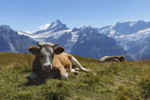 Cow in Grindelwald of Swiss Alps