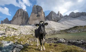 Cow with heart-shaped fur pattern on her forehead on the alpine pasture
