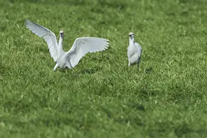 Cow heron, Bubulcus ibis, searching for food in a cattle pasture