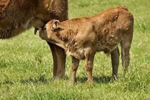 Cow husbandry, calf sniffing at its mother's udder Cow husbandry