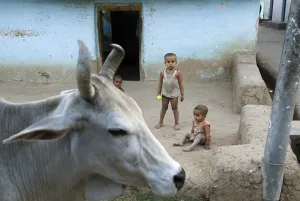 Cow and kids at Banda district