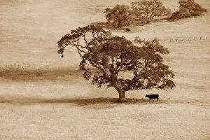 The cow under a lonely tree in fields of California