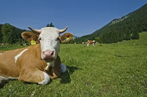 Cow on the meadows around lake Spitzingsee
