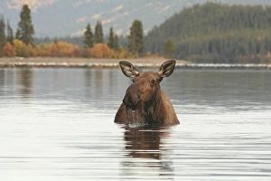 Cow moose, Alaska / Yukon moose Alces alces gigas
