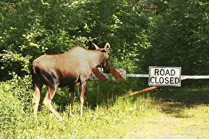 Cow Moose, Alces alces looking at a road closed traffic sign