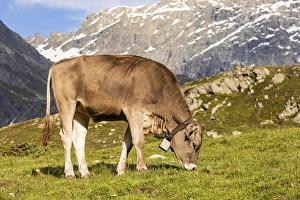 Category Mountain Landscapes Prints: Cow on the mountain pasture, Oberhalbstein