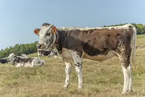 Cow in a mountain pasture in the summer