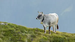 Category Mountain Landscapes Prints: Cow on the mountain pasture, Tyrolean grey cattle