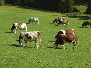 Cow in the mountains