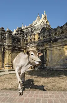 Cow outside Maha Aungmye Bonzan or Mahar Aung Mye Bon San