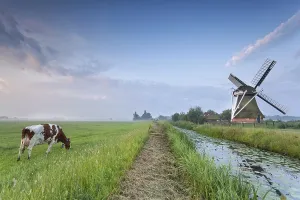 Cow on pasture and windmill by river in morning