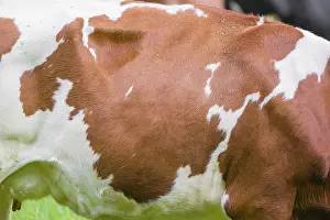 Cow patterns. A Holstein Friesian cattle grazing on the alpine pasture with maple trees