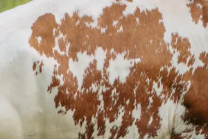 Cow patterns. A Holstein Friesian shows her fur pattern