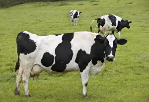 A cow pissing