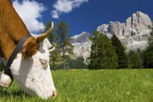Cow, portrait, province of Bolzano-Bozen
