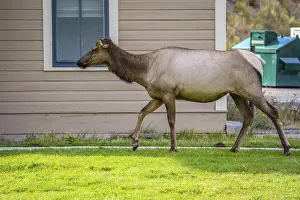 Cow roaming around the green pasture of the preserve national forest
