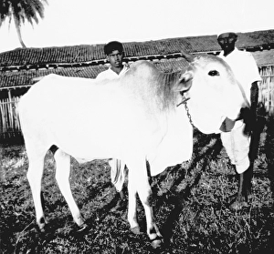 A cow at Sevagram Ashram, 1940