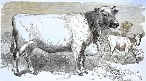 Cow of the Shorthorn Breed, Historical