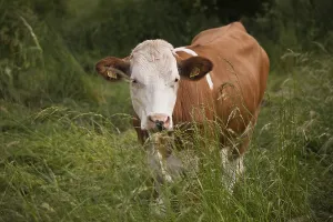 Cow, Simmental Cattle, Simmental