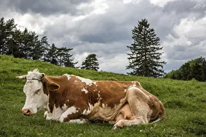 Cow sleeping on grass in summer