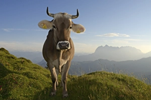 Cow standing on Eggenalm alp, Wilder Kaiser mountains at the back