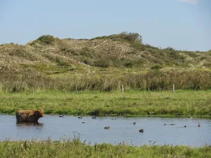 A cow standing in the water, surrounded by ducks