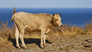 A cow stands on a cliff overlooking the sea and casts a clear shadow