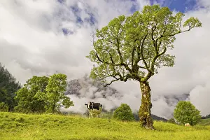 A cow stands under a Sycamore maple tree