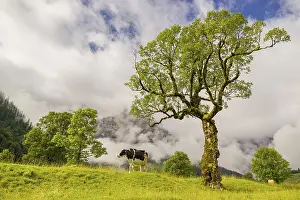 A cow stands under a Sycamore maple tree