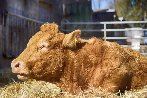Cow sunbathing in the outdoor barn, 2019