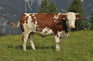 Cow, Tennengebirge, Werfenweng