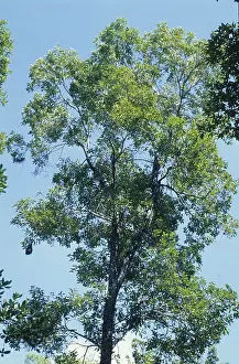 Cow tree (Brosimum alicastrum)