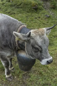 Cow wearing a decorative bell at the cattle drive