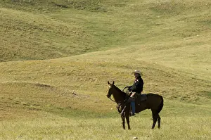 Cowboy at Bison Roundup, Custer State Park