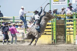 Cowboy Bull Riding, Strathmore Heritage Days