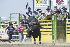 Cowboy bull riding, Strathmore Heritage Days