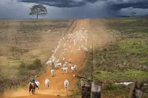 Cowboys, vaqueiros raising cattle