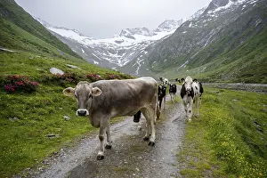 Cows on the alpine meadow, Schlegeisgrund valley