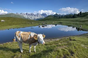 Cows on the alpine pasture, Tyrolean Simmental cattle, at the Salfeins Lake, Salfeins-Alm, Stubai Alps, Tyrol, Austria, Europe