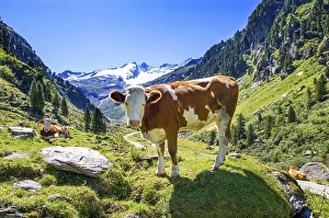 Category Mountain Landscapes Prints: Cows on the alpine pasture, Wildgerlostal