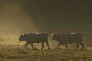 Two cows (Bos taurus) in field on a misty morning