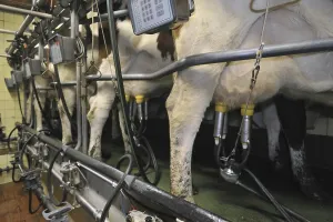 Cows (Bos taurus) with teats of udder attached to automatic milking machine in the milking parlor at dairy farm
