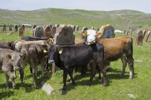 Cows and calves gather on a green meadow with old gravestones behind them