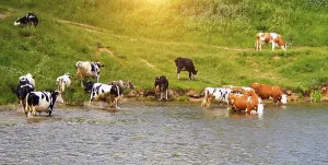 Cows coast river rural Spring sunset Green backgrounds