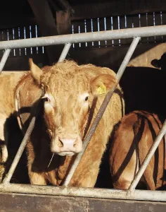 Cows in the cowshed, 2014